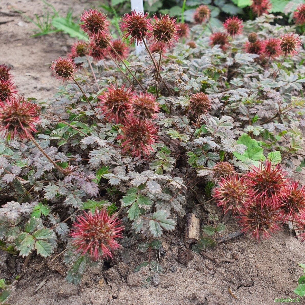 Acena 'KUPFERTEPPICH' 4 Acena 'KUPFERTEPPICH' 4