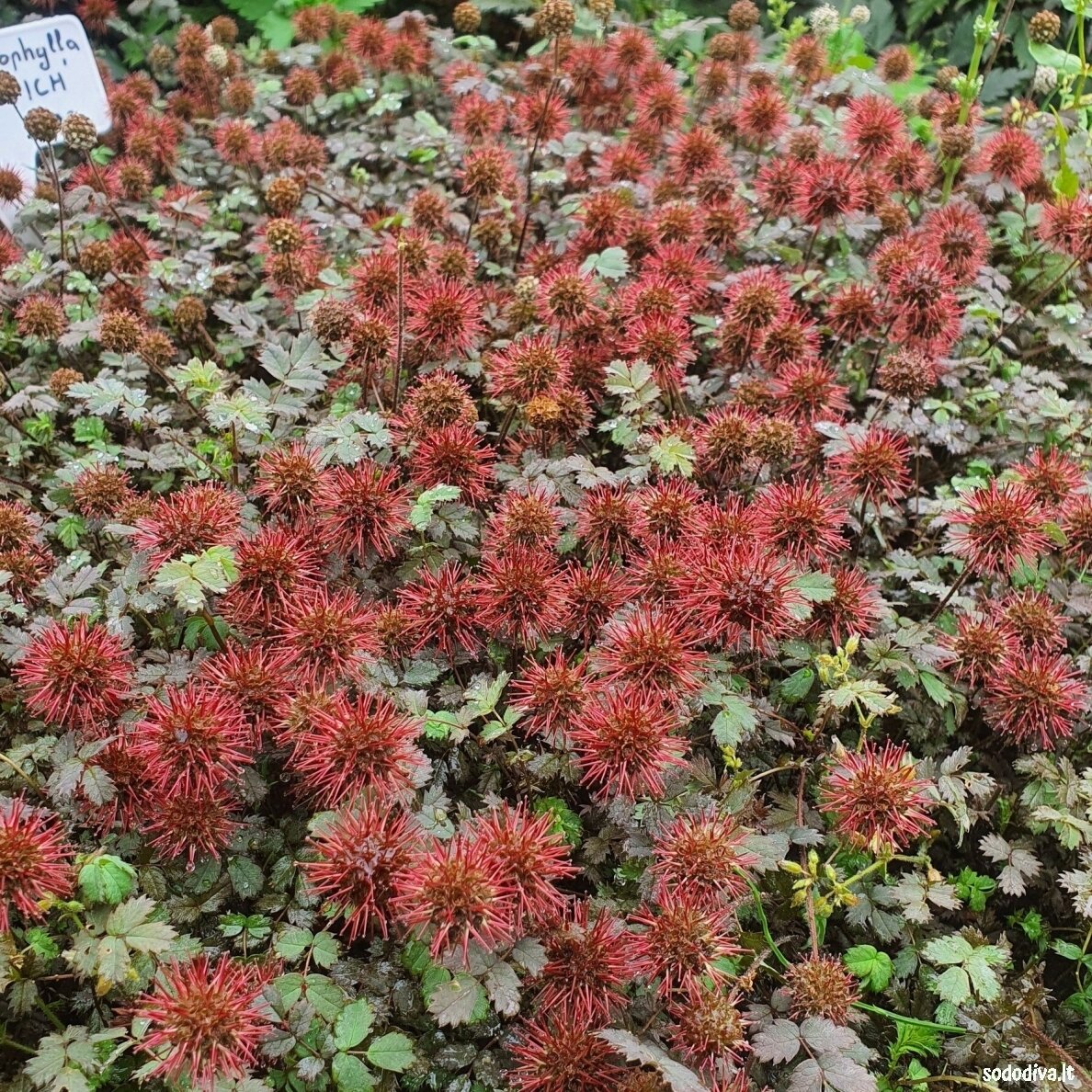 Acena 'KUPFERTEPPICH' Acena 'KUPFERTEPPICH'