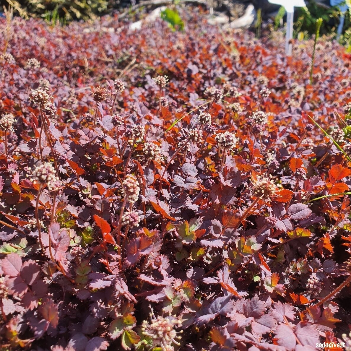 Acena 'PURPUREA' 1 Acena 'PURPUREA' 1