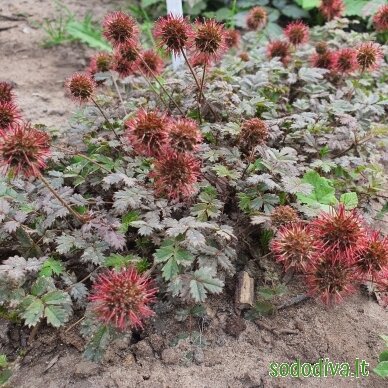 Acena 'KUPFERTEPPICH' 4 Acena 'KUPFERTEPPICH' 4