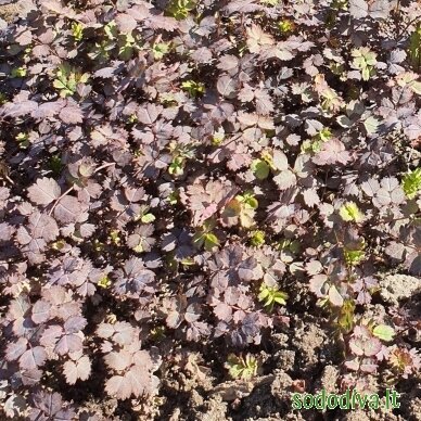Acena 'PURPUREA' Acena 'PURPUREA'