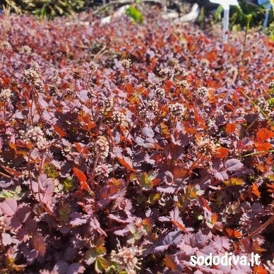 Acena 'PURPUREA' 1 Acena 'PURPUREA' 1