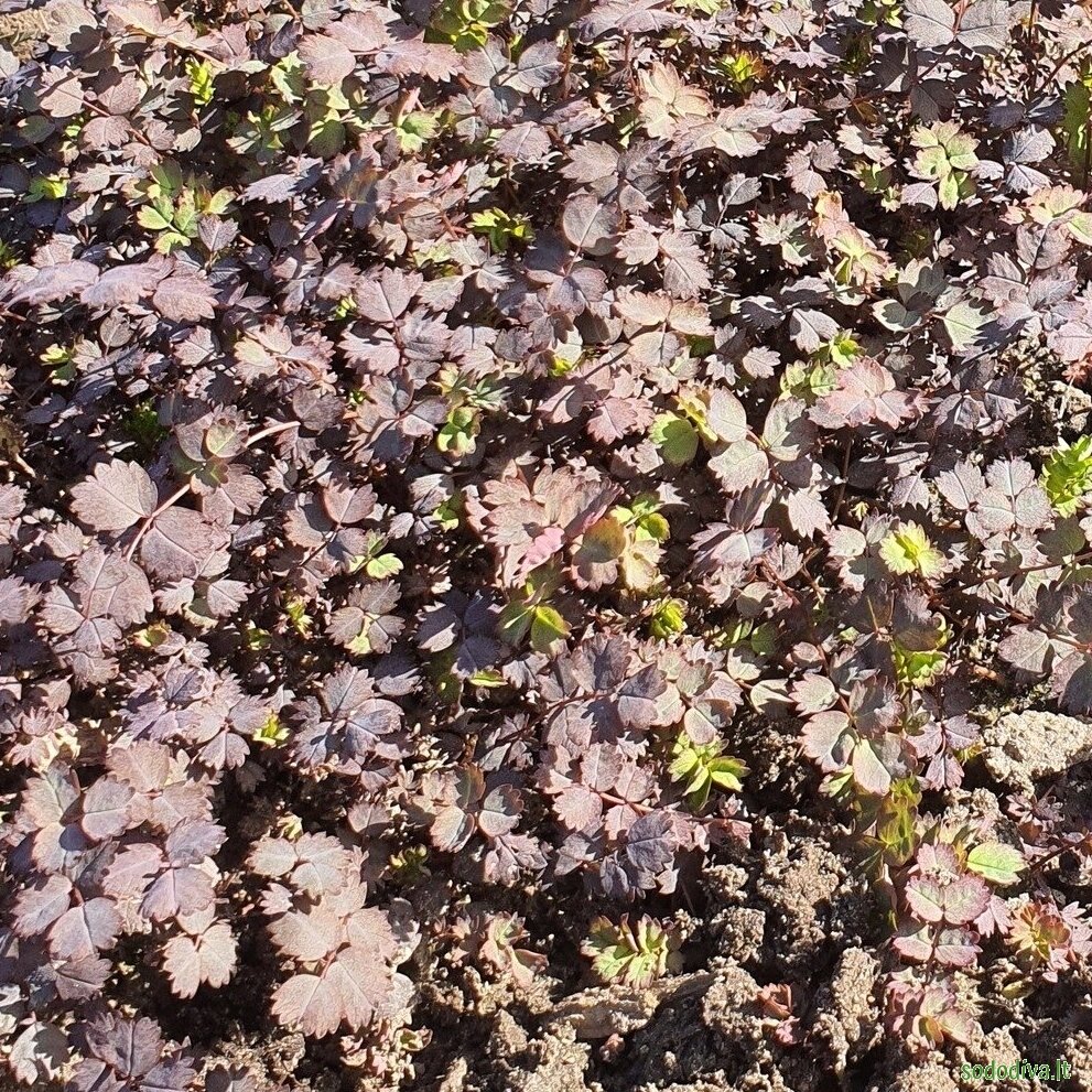 Acena 'PURPUREA' Acena 'PURPUREA'