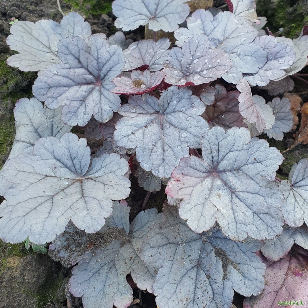 Alūnė 'SILVER GUMDROP' Alūnė 'SILVER GUMDROP'
