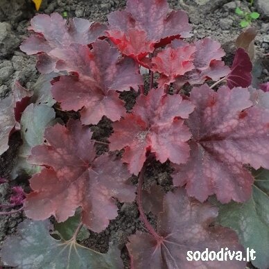 Alūnė ‘CHERRY COLA‘ 1