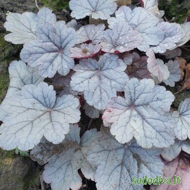 Alūnė 'SILVER GUMDROP' Alūnė 'SILVER GUMDROP'