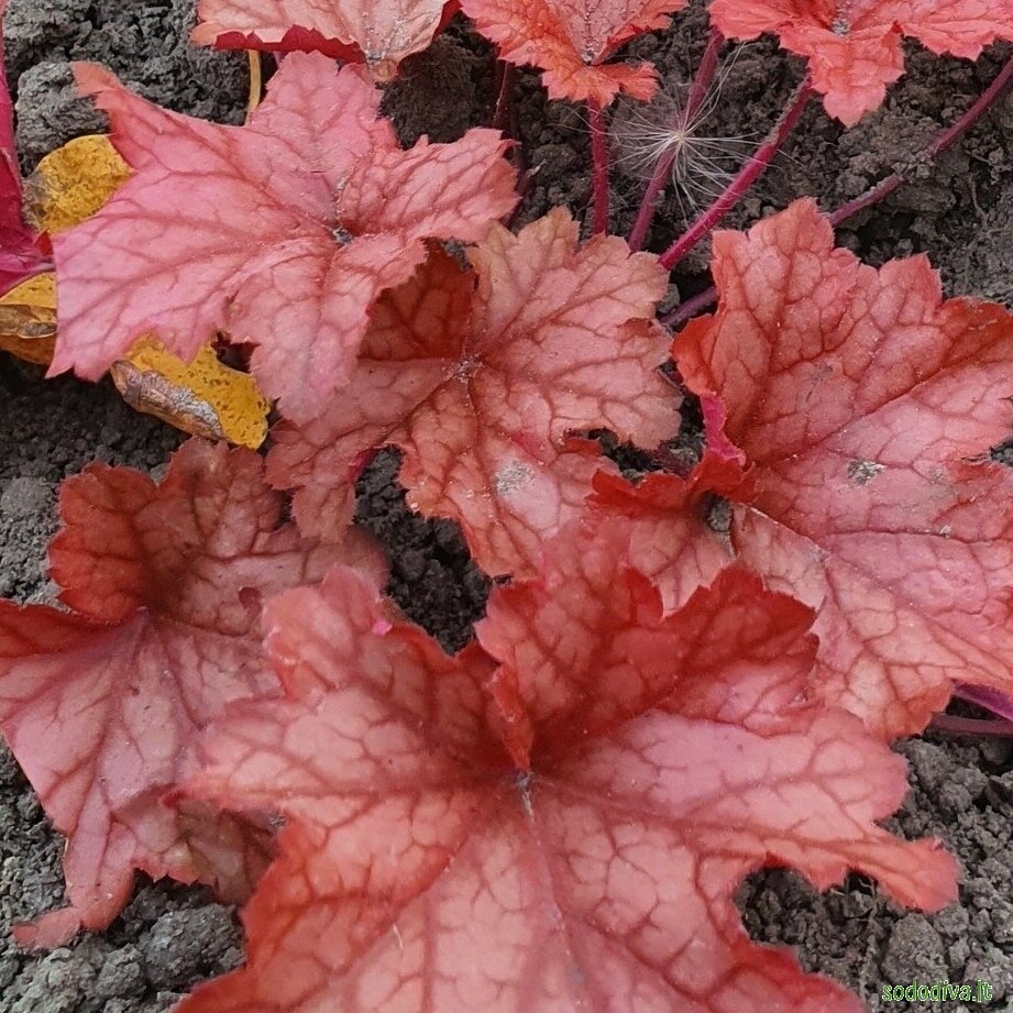 Alūnė ‘PAPRIKA‘ Alūnė ‘PAPRIKA‘