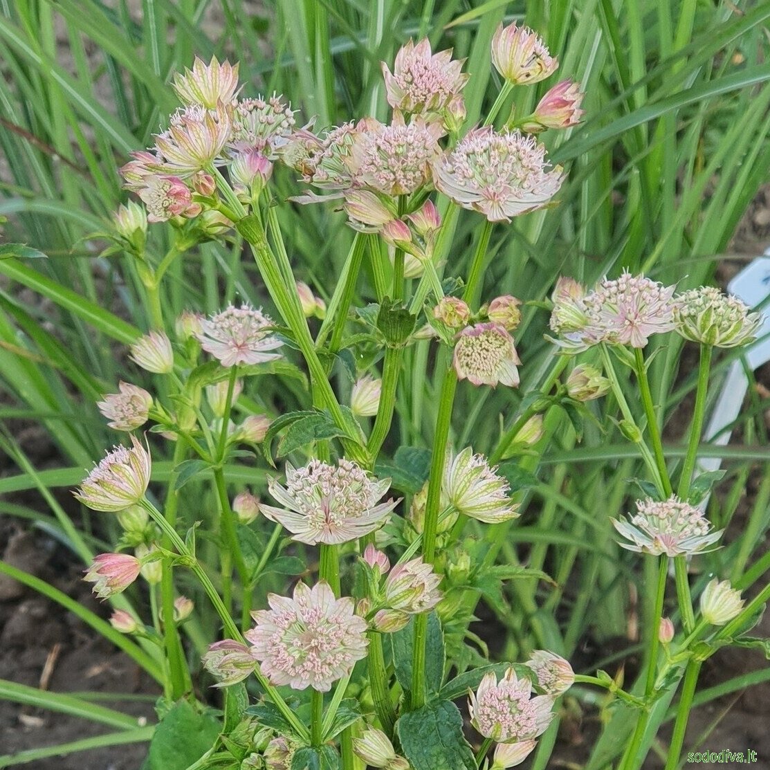 Astrancija didžioji (rausva) Astrancija didžioji (rausva)