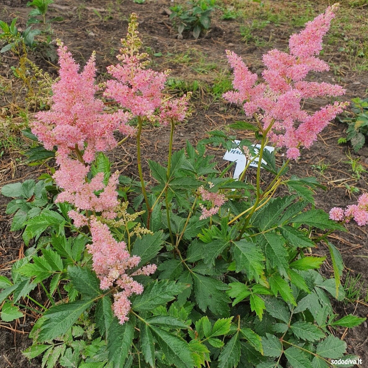 Astilbė japoninė 'PEACH BLOSSOM' 3