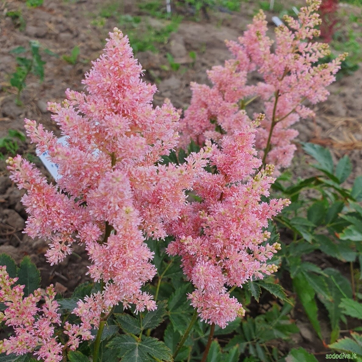 Astilbė japoninė 'PEACH BLOSSOM'