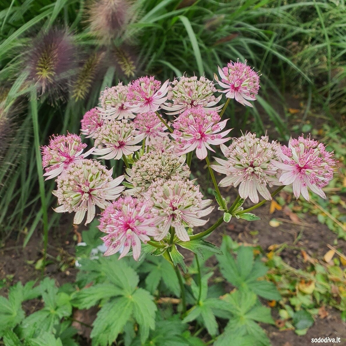 Astrancija didžioji ‘PINK SENSATION‘ Astrancija didžioji ‘PINK SENSATION‘
