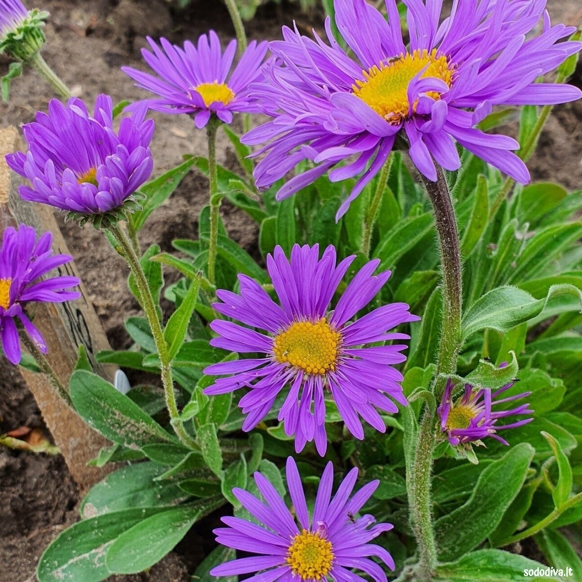 Astras alpinis 'DUNKLE SCHÖNE 3 Astras alpinis 'DUNKLE SCHÖNE 3