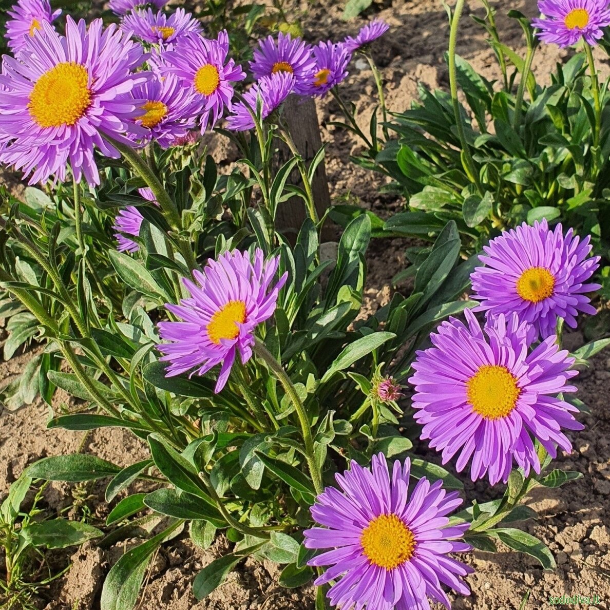 Astras alpinis 'DUNKLE SCHÖNE 2 Astras alpinis 'DUNKLE SCHÖNE 2