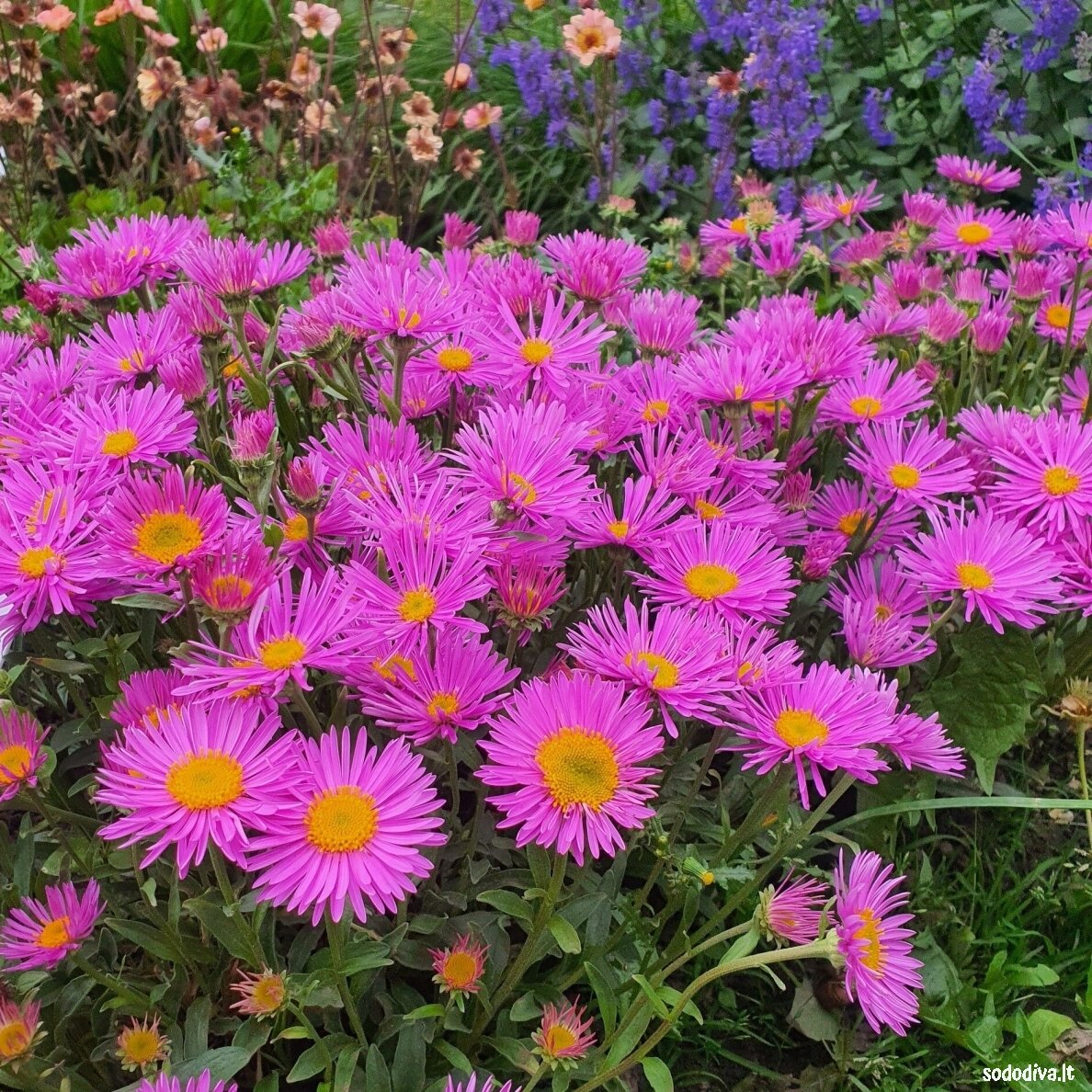 Astras alpinis 'HAPPY END' Astras alpinis 'HAPPY END'