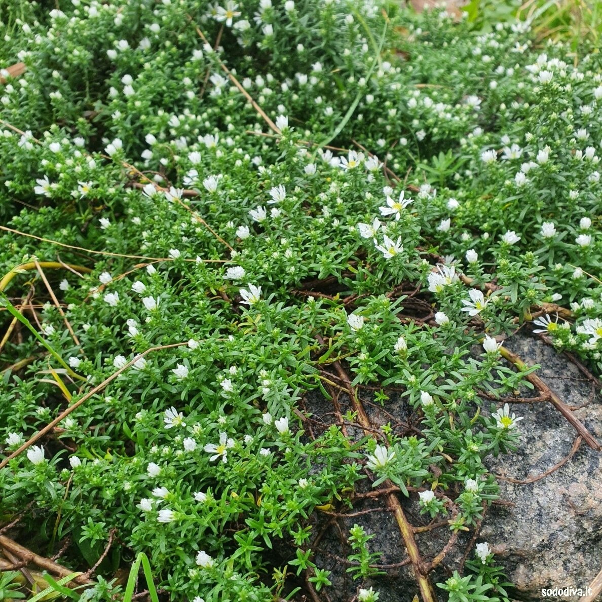 Astras erikinis 'SNOW FLURRY' 1 Astras erikinis 'SNOW FLURRY' 1