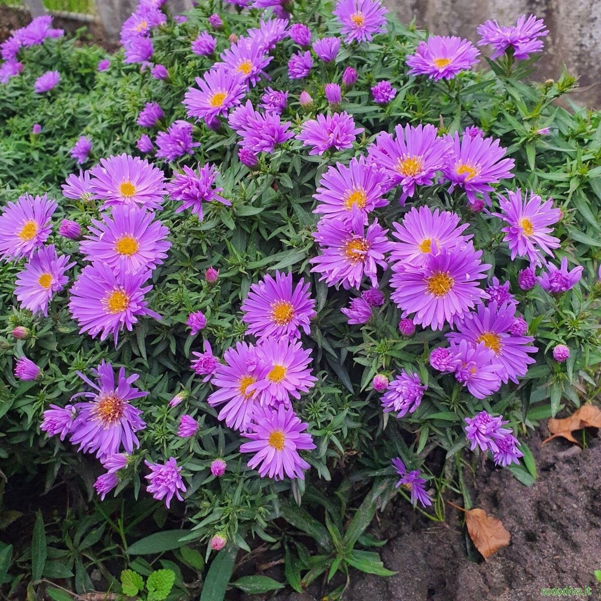 Astras krūminis 'BLAUBOX' 1 Astras krūminis 'BLAUBOX' 1