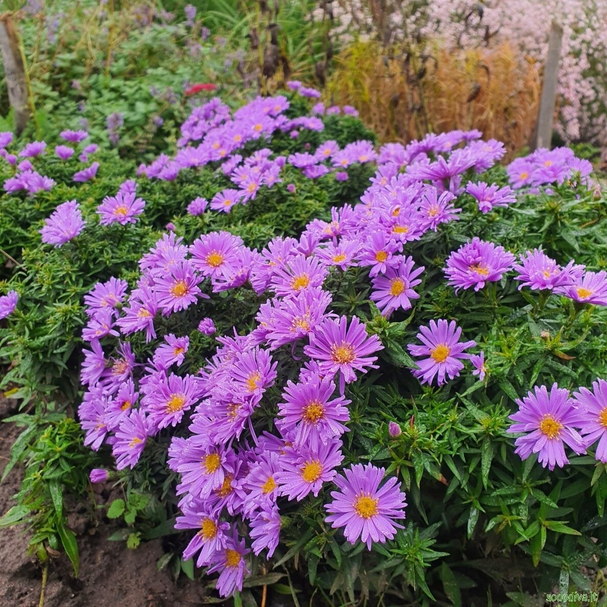 Astras krūminis 'BLAUBOX' Astras krūminis 'BLAUBOX'