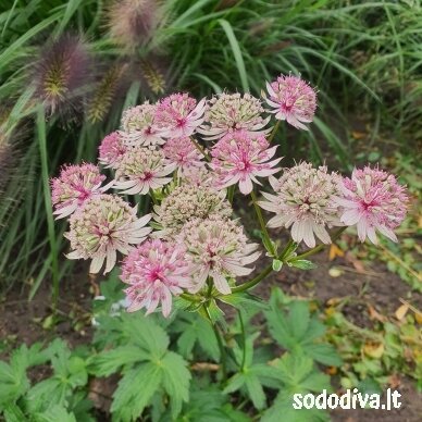 Astrancija didžioji ‘PINK SENSATION‘ Astrancija didžioji ‘PINK SENSATION‘