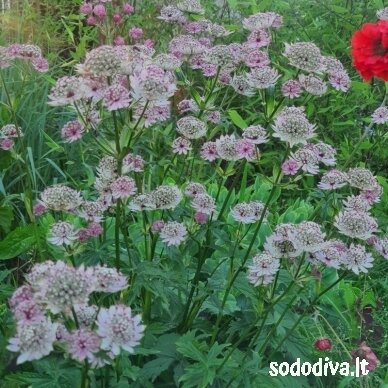 Astrancija didžioji ‘PINK SENSATION‘ 1 Astrancija didžioji ‘PINK SENSATION‘ 1