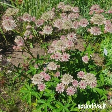 Astrancija didžioji ‘PINK SENSATION‘ 2 Astrancija didžioji ‘PINK SENSATION‘ 2