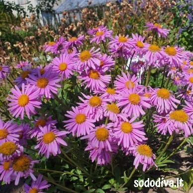 Astras alpinis 'HAPPY END' 5 Astras alpinis 'HAPPY END' 5