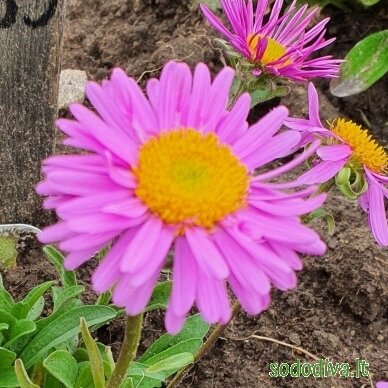 Astras alpinis 'HAPPY END' 2 Astras alpinis 'HAPPY END' 2