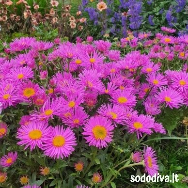 Astras alpinis 'HAPPY END' Astras alpinis 'HAPPY END'