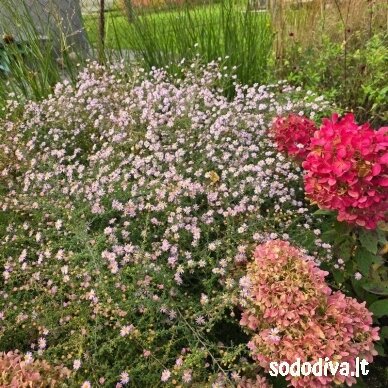 Astras erikinis 'PINK CLOUD' Astras erikinis 'PINK CLOUD'