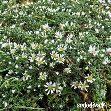 Astras erikinis 'SNOW FLURRY' Astras erikinis 'SNOW FLURRY'
