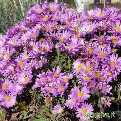 Astras krūminis 'BLAUBOX' 3 Astras krūminis 'BLAUBOX' 3