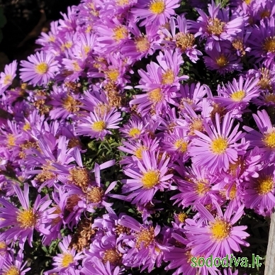 Astras krūminis 'BLAUBOX' 2 Astras krūminis 'BLAUBOX' 2