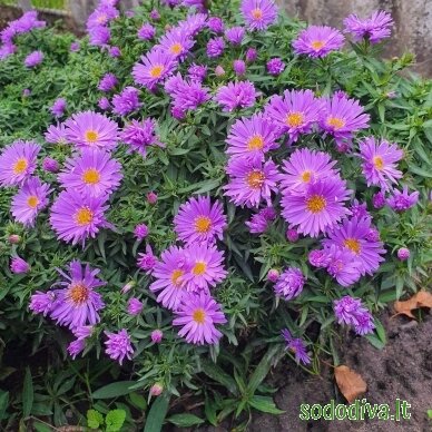 Astras krūminis 'BLAUBOX' 1 Astras krūminis 'BLAUBOX' 1