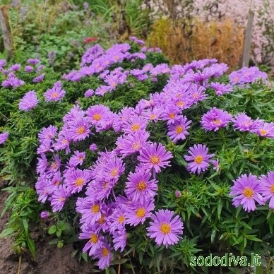 Astras krūminis 'BLAUBOX' Astras krūminis 'BLAUBOX'