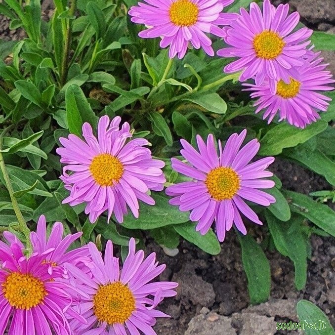 Astras alpinis 'HAPPY END' 1 Astras alpinis 'HAPPY END' 1