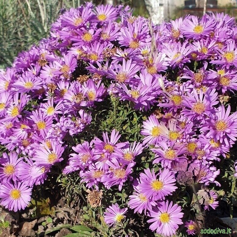 Astras krūminis 'BLAUBOX' 3 Astras krūminis 'BLAUBOX' 3