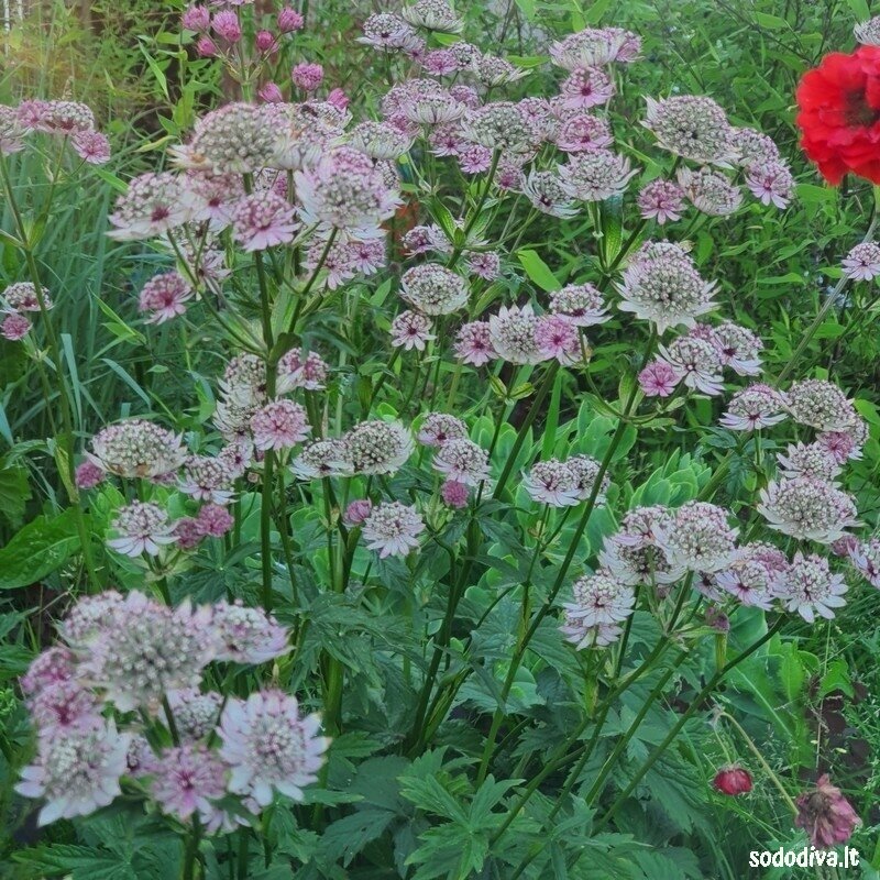 Astrancija didžioji ‘PINK SENSATION‘ 1 Astrancija didžioji ‘PINK SENSATION‘ 1