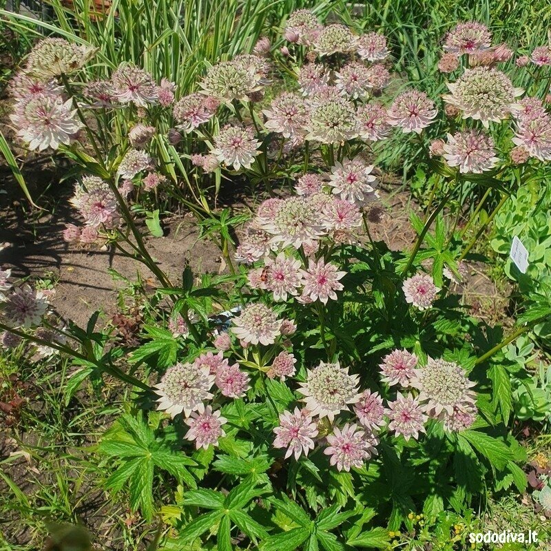 Astrancija didžioji ‘PINK SENSATION‘ 2 Astrancija didžioji ‘PINK SENSATION‘ 2