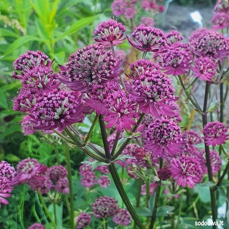 Astrancija didžioji 'STAR OF BEAUTY 1 Astrancija didžioji 'STAR OF BEAUTY 1