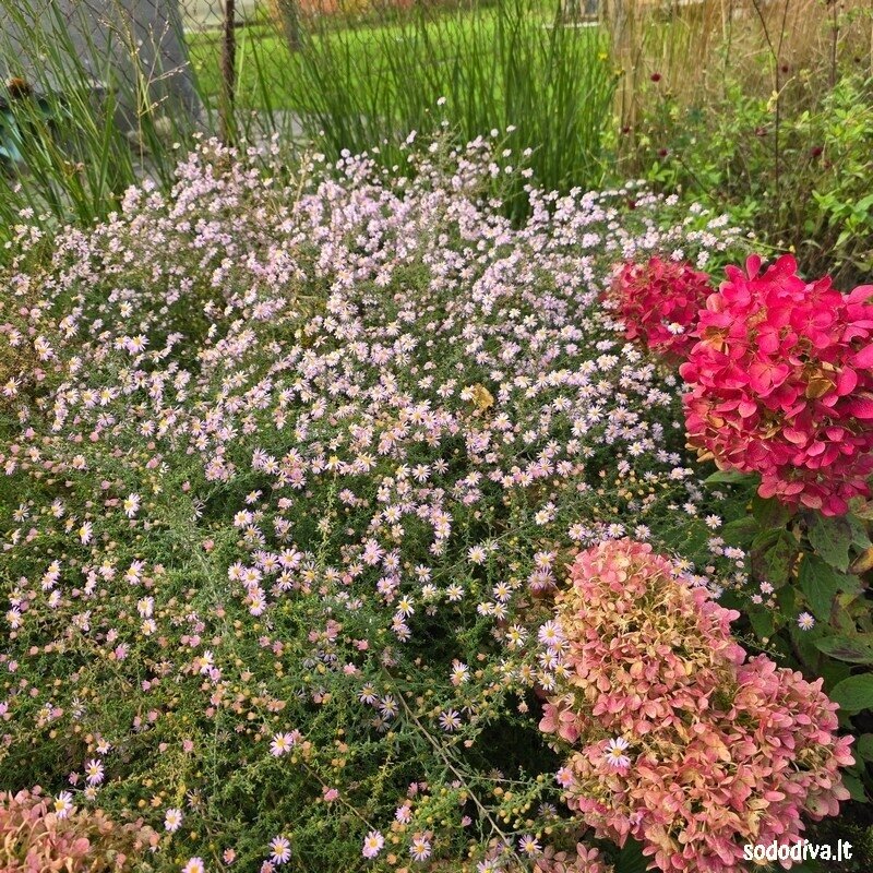 Astras erikinis 'PINK CLOUD' Astras erikinis 'PINK CLOUD'