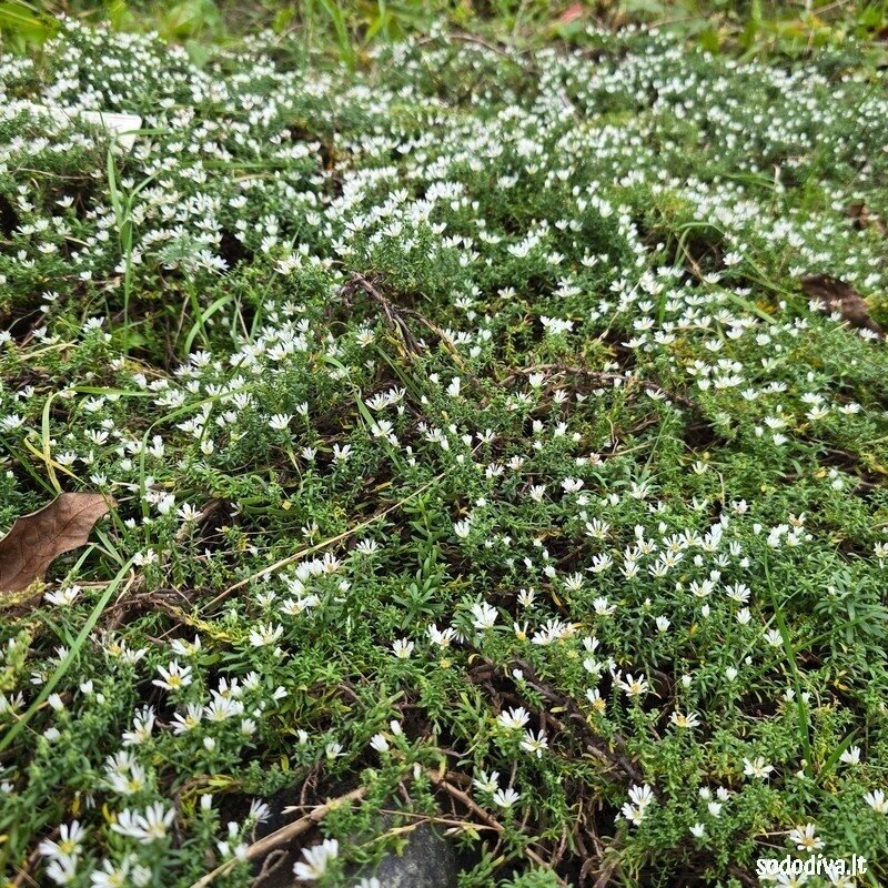 Astras erikinis 'SNOW FLURRY' 5 Astras erikinis 'SNOW FLURRY' 5