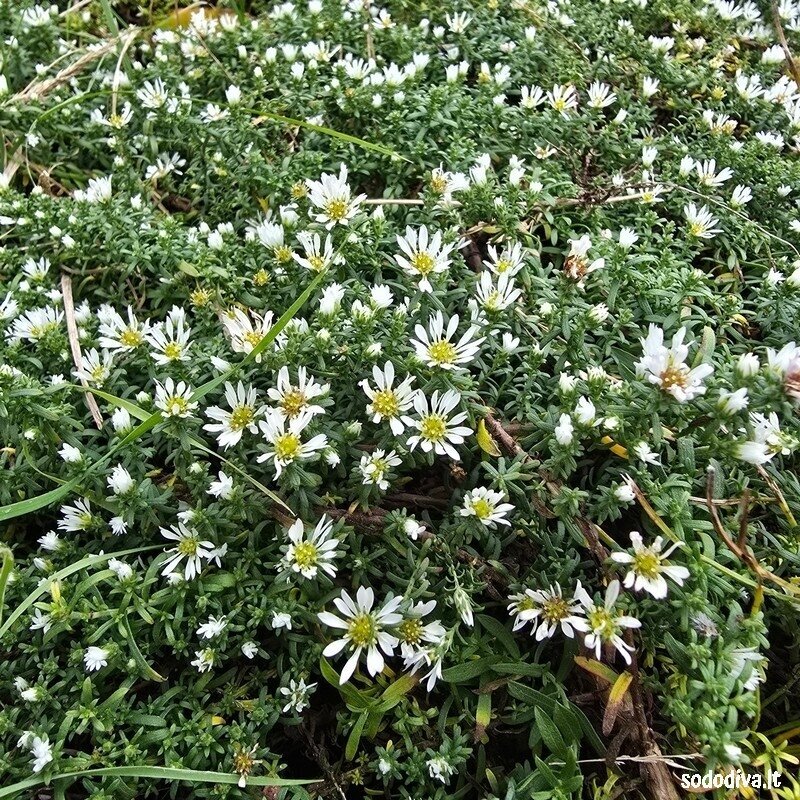 Astras erikinis 'SNOW FLURRY' Astras erikinis 'SNOW FLURRY'