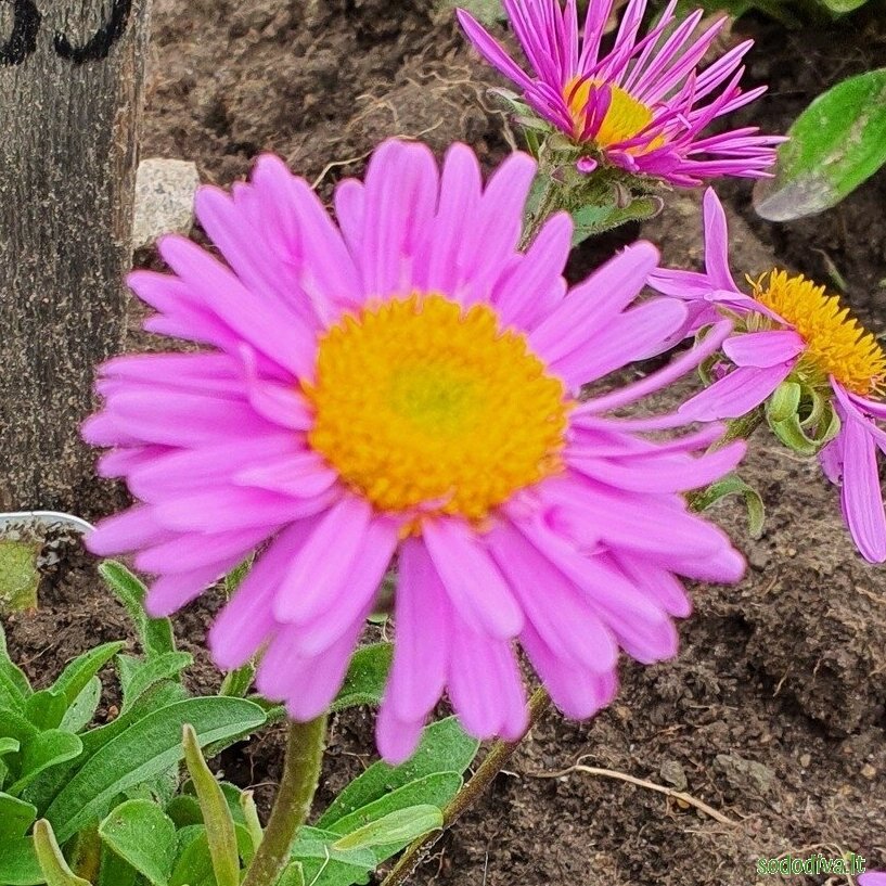 Astras alpinis 'HAPPY END' 2 Astras alpinis 'HAPPY END' 2