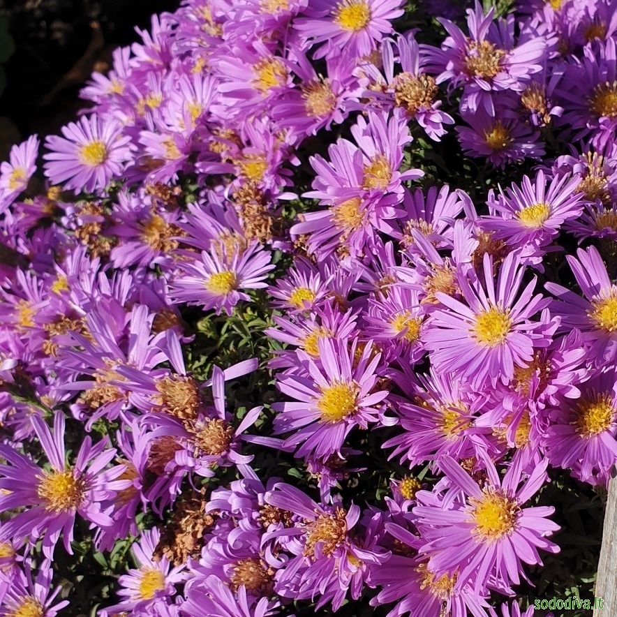Astras krūminis 'BLAUBOX' 2 Astras krūminis 'BLAUBOX' 2
