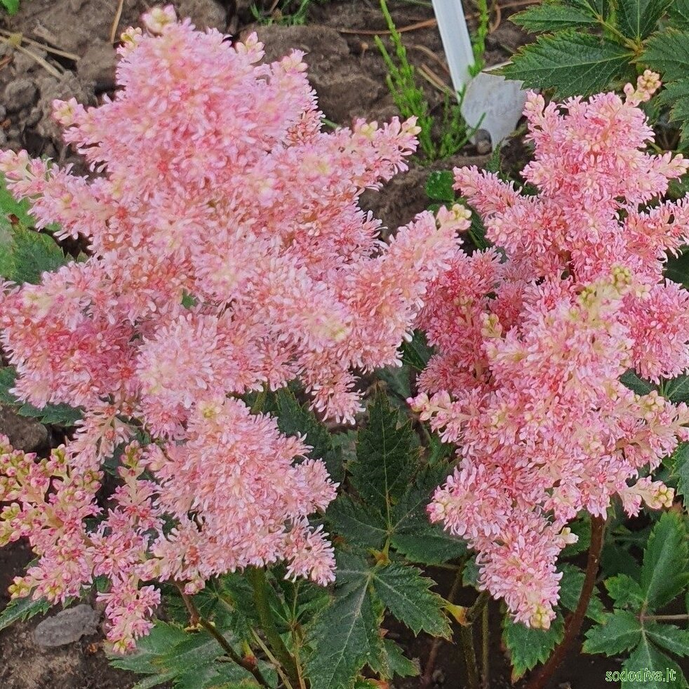 Astilbė japoninė 'PEACH BLOSSOM' 2