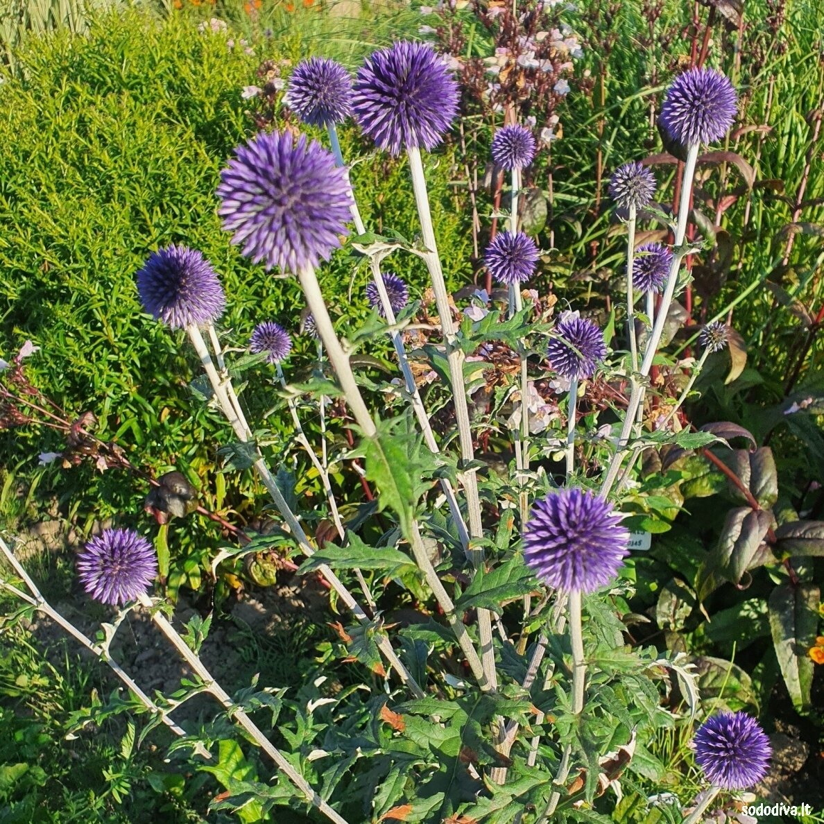 Bandrenis 'WEITCH‘S BLUE' Bandrenis 'WEITCH‘S BLUE'