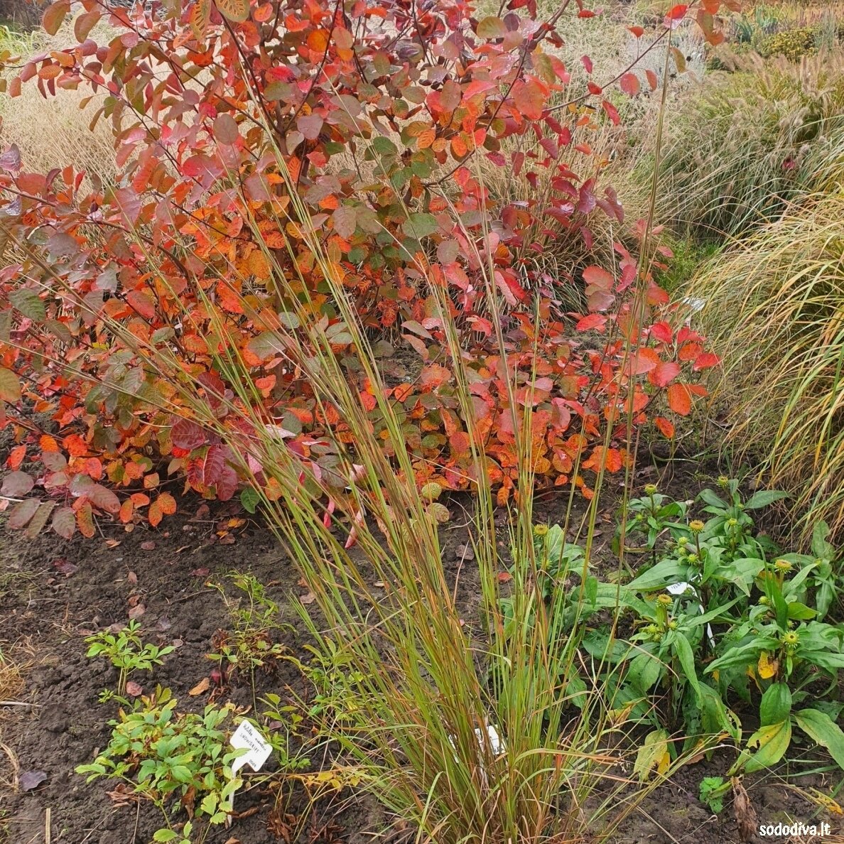 Barzdūnas kupstinis ‘BLAZE‘ Barzdūnas kupstinis ‘BLAZE‘
