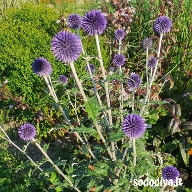Bandrenis 'WEITCH‘S BLUE' Bandrenis 'WEITCH‘S BLUE'