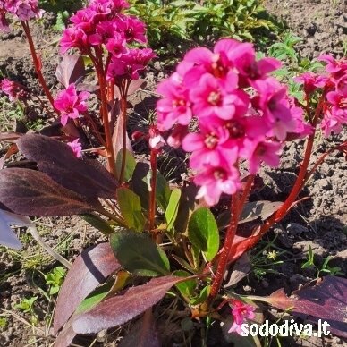 Bergenija DRAGONFLY ‘PINK DRAGONFLY‘ Bergenija DRAGONFLY ‘PINK DRAGONFLY‘