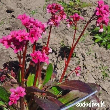 Bergenija DRAGONFLY ‘PINK DRAGONFLY‘ 1 Bergenija DRAGONFLY ‘PINK DRAGONFLY‘ 1