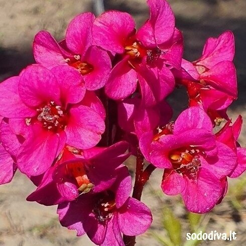 Bergenija ‘EROICA‘